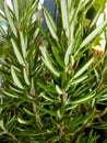 Rosemary branches in spring