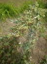 Rosemary branches  in spring urban areas garden Belgrade Serbia Royalty Free Stock Photo