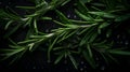 Rosemary branches with water drops, banner, Generative AI 1