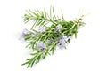 Rosemary Royalty Free Stock Photo