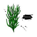 Rosemary bunch vector drawing. Isolated plant with leaves.