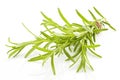 Rosemary bunch on white background.