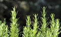 Rosemary Bush Royalty Free Stock Photo