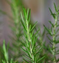 Rosemary bush close up the leaves. Royalty Free Stock Photo