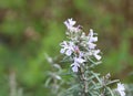 Rosemary bush in flower in garden and soft blurred background with copy space Royalty Free Stock Photo