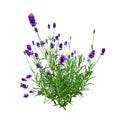 Rosemary bush. Rosemary flowering Royalty Free Stock Photo