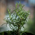 Rosemary Royalty Free Stock Photo