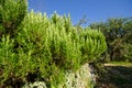 Rosemary bush Royalty Free Stock Photo