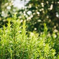 Rosemary bushes