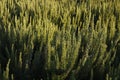 Rosemary bushes, medicinal planting