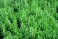 Rosemary bushes. Spicy herb for the kitchen. Green floral background