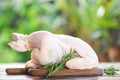 Rosemary chicken meat - fresh raw chicken whole on wooden cutting board on nature green background Royalty Free Stock Photo