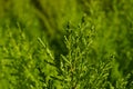 Rosemary close up Royalty Free Stock Photo