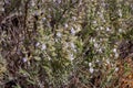 Rosemary comestible mint plants