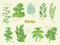 Rosemary, coriander, cilantro, dill, sage, thyme, mint, bay leaf, laurel, basil, parsley. Royalty Free Stock Photo