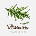 Rosemary, culinary herb, spices isolated on white background, card template, for book, cover, package, label, banner.