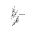 Rosemary doodle hand drawn vector illustration isolated on white background. Drawing with the title.