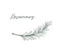 Rosemary drawing isolated kitchen herb