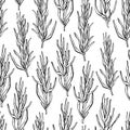 Rosemary drawing seamless pattern. Isolated Rosemary plan
