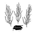 Rosemary drawing set. Isolated Rosemary plant