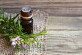 Rosemary essential oil in a glass dropper bottle with fresh green rosemary herb on old wooden table for spa,aromatherapy and bodyc Royalty Free Stock Photo