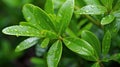 rosemary essential oil plant