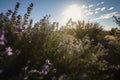 Rosemary fields in full dance under the sun., generative IA