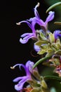 Rosemary flower Royalty Free Stock Photo