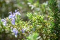 Rosemary flower Royalty Free Stock Photo