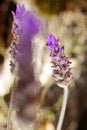 A rosemary flower