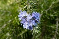 Rosemary flower and plant at sprigtime