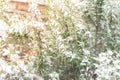 Blossom purple rosemary flower cultivated in raised bed under freezing snow near Dallas, Texas, USA Royalty Free Stock Photo