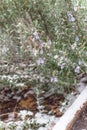 Blossom purple rosemary flower cultivated in raised bed under freezing snow near Dallas, Texas, USA Royalty Free Stock Photo