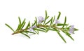 Rosemary flowers