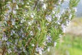 Rosemary flowers blossoming in an urban garden Royalty Free Stock Photo