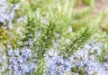 Rosemary in flowers Royalty Free Stock Photo