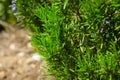 Rosemary in flowers with blurred background Royalty Free Stock Photo