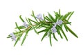 Rosemary Royalty Free Stock Photo