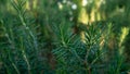 Rosemary fragrant herb is edible woody perennial plant with greenery needle-like leaves in traditional English cottage backyard Royalty Free Stock Photo