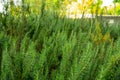 Rosemary fragrant herb is edible woody perennial plant with greenery needle-like leaves in traditional English cottage backyard Royalty Free Stock Photo