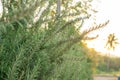 Rosemary fragrant herb is edible woody perennial plant with greenery needle-like leaves in traditional English cottage backyard Royalty Free Stock Photo