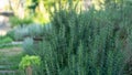 Rosemary fragrant herb is edible woody perennial plant with greenery needle-like leaves in traditional English cottage backyard Royalty Free Stock Photo