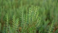 Rosemary fragrant herb is edible woody perennial plant with needle-like leaves in traditional English cottage backyard planting Royalty Free Stock Photo