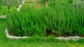 Rosemary fragrant herb is edible woody perennial plant in traditional English cottage backyard planting garden on greenery grass Royalty Free Stock Photo