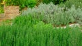 Rosemary fragrant herb is edible woody perennial plant in traditional English cottage backyard planting sensory garden Royalty Free Stock Photo