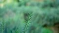 Rosemary fragrant herbal is edible woody perennial plant with greenery needle-like leaves in traditional English cottage backyard Royalty Free Stock Photo