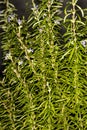 Rosemary, fresh green herb in spring Royalty Free Stock Photo