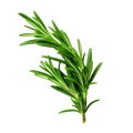 Rosemary fresh herb leaves isolated on white trnsparen Royalty Free Stock Photo