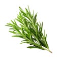Rosemary fresh herb leaves isolated on white trnsparen Royalty Free Stock Photo
