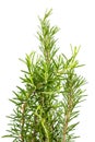 Rosemary Royalty Free Stock Photo